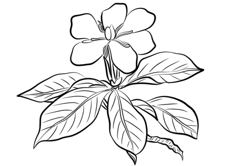 Gardenia coloring pages printable for free download