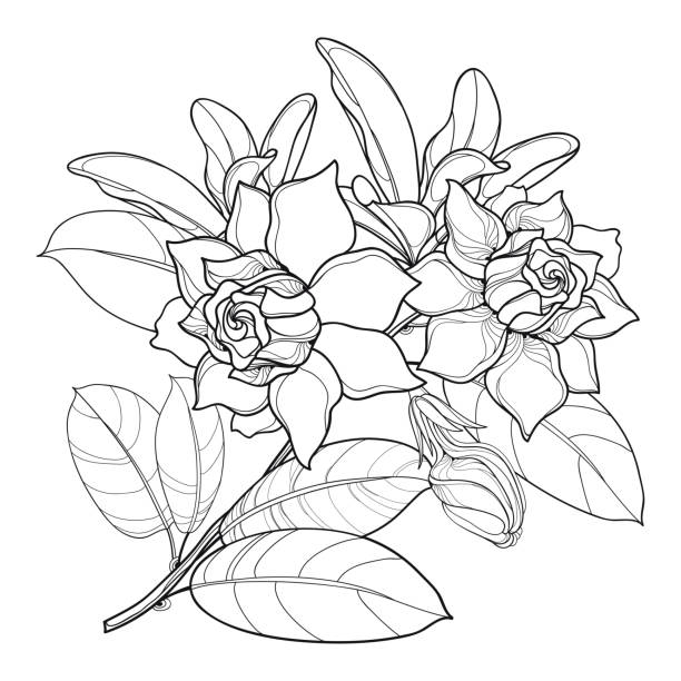 Vector branch of outline gardenia flower bud and ornate leaf in black isolated on white background stock illustration
