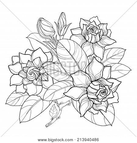 Vector outline vector photo free trial bigstock