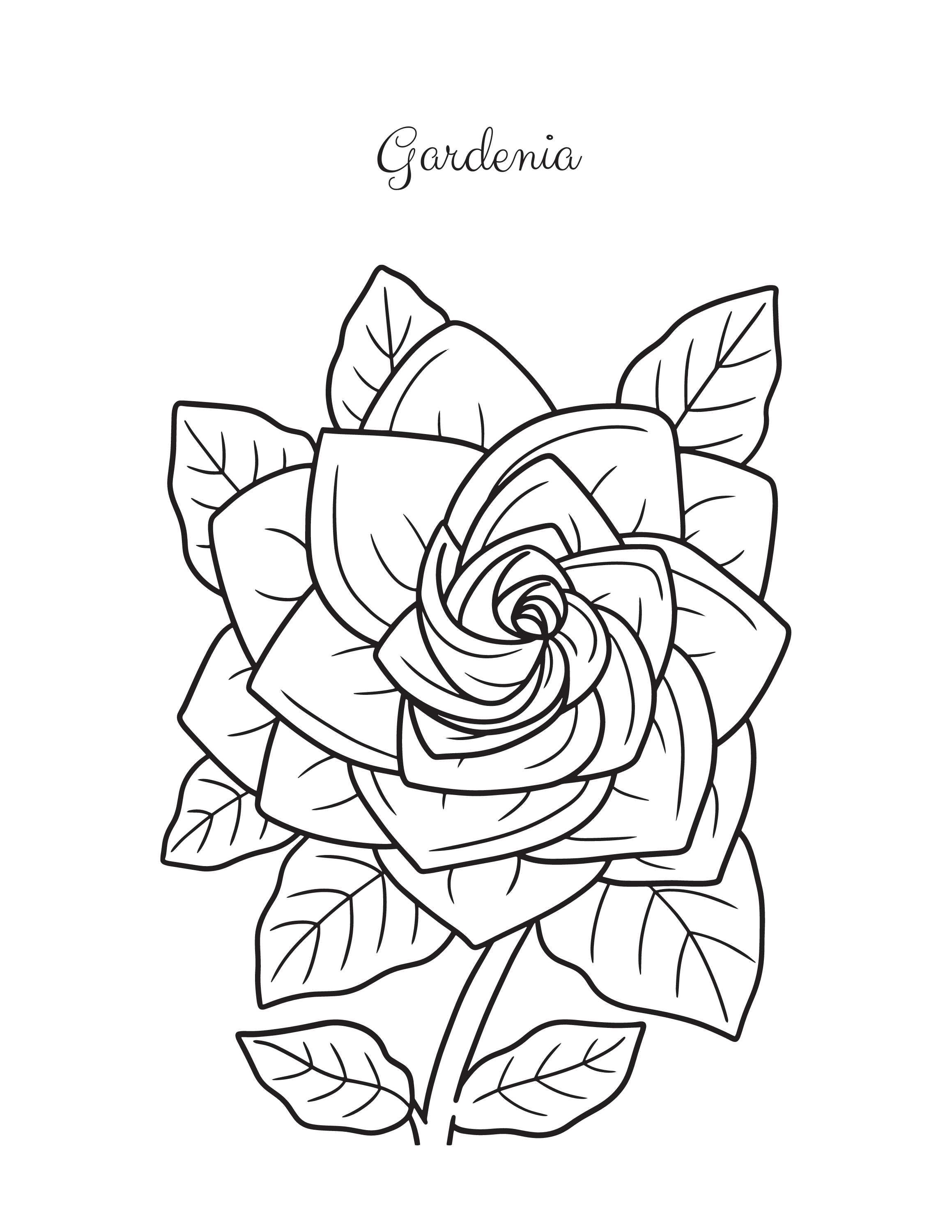 Gardenia coloring sheet â office odds and ends