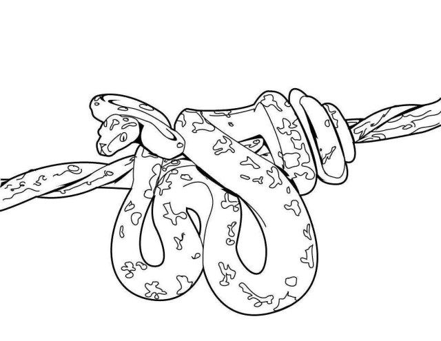Great photo of snake coloring page
