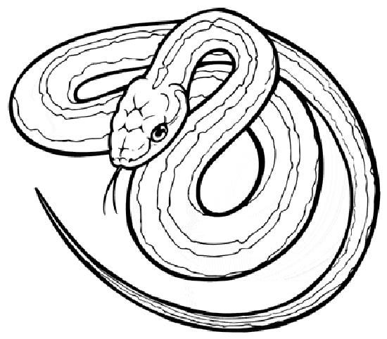 Canku ota june snake coloring pag snake drawing animal coloring pag