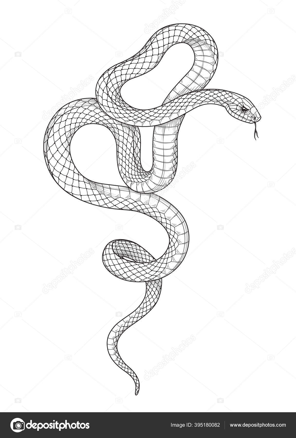 Hand drawn twisted snake isolated blank background vector monochrome serpent stock vector by valiva