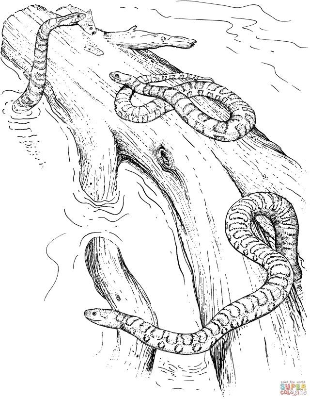 Great photo of snake coloring page