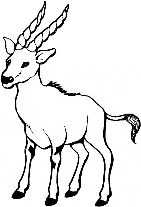 Gazelle coloring page