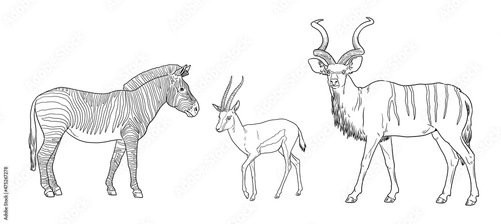 Greater kudu zebra and thomsons gazelle illustration african ruminants for coloring book illustration