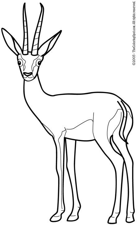 Gazelle coloring pages for school