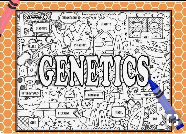 Pin by maria elena on genãtica science doodles genetics biology projects
