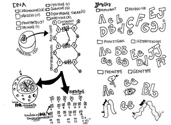 Genetics and dna coloring sheet dna genetics color