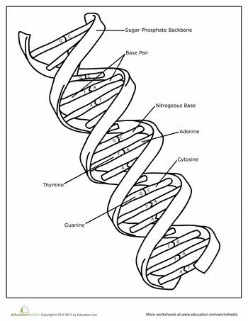 Genetics basics dna worksheet biology lessons teaching biology