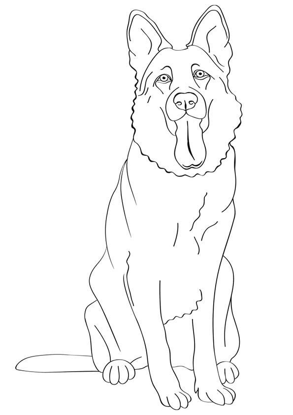 German shepherd dog