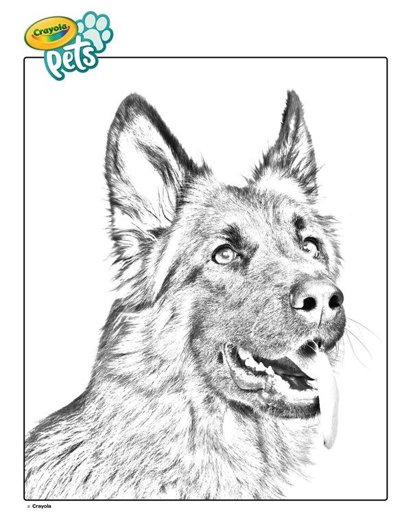 Color this german shepherd coloring page hang in on the fridge its a dog coloring page of a real pet downlâ dog coloring page puppy coloring pages pet dogs