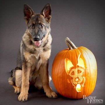 German shepherd pumpkin stencil