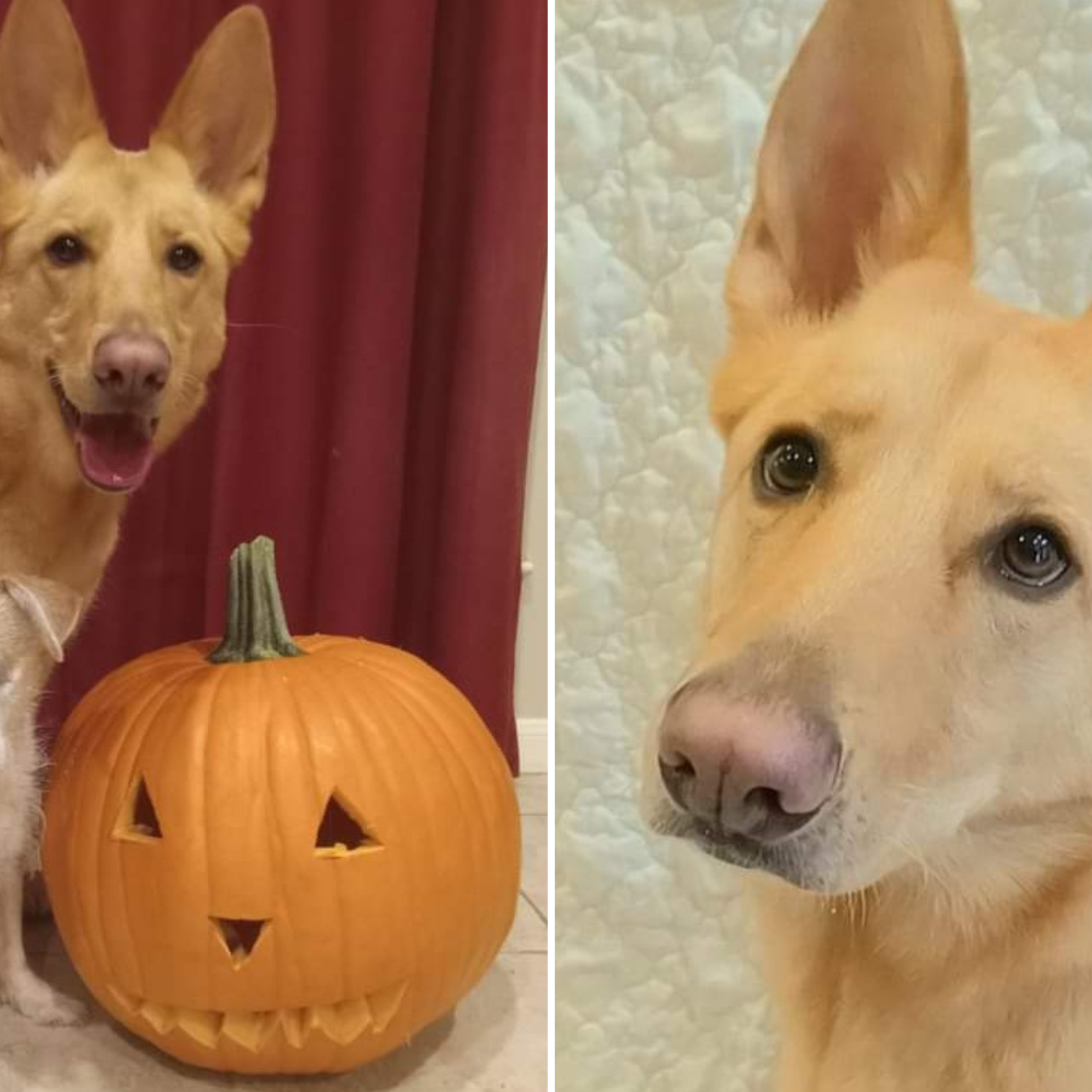 Woman reveals what a solid gold german shepherd looks like