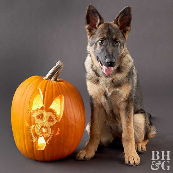 Free fun and easy dog pumpkin carving stencils