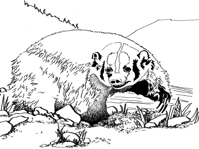 Past organism of the month coloring pages