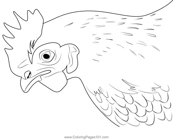 Close up chicken coloring page chicken coloring pages chicken coloring coloring pages