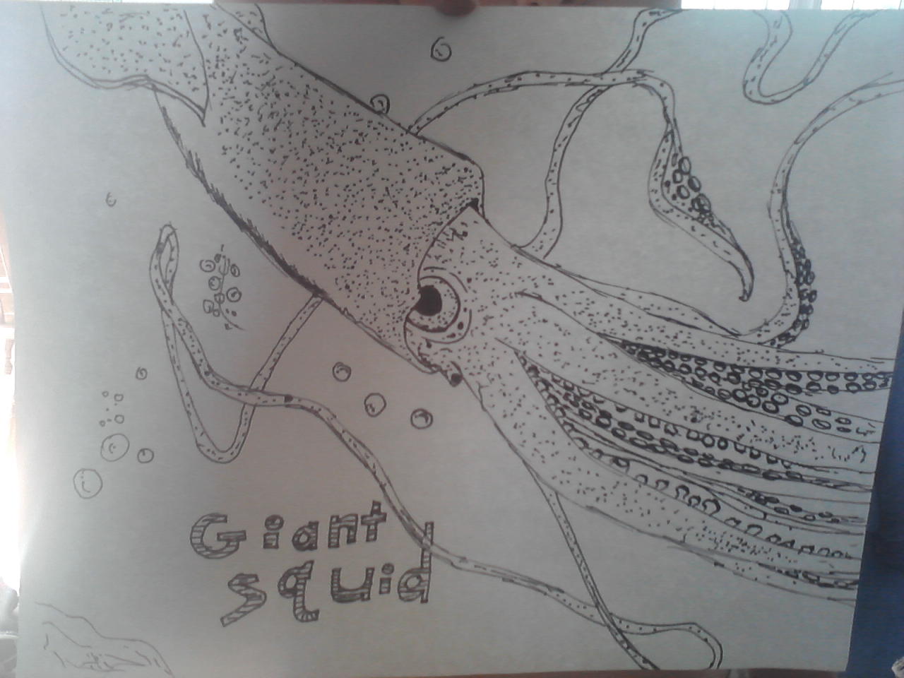 Giant squid coloring page the octopus news magazine online