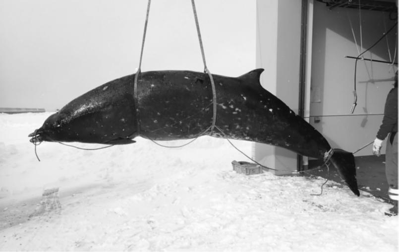 Northern resident orca â whales and dolphins bc