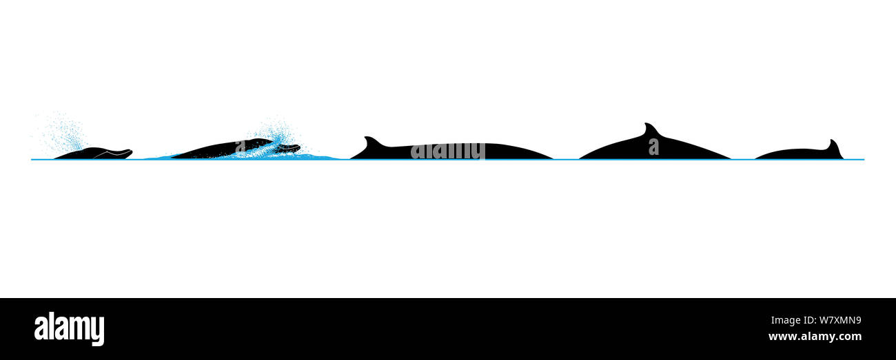 Toothed whale cut out stock images pictures
