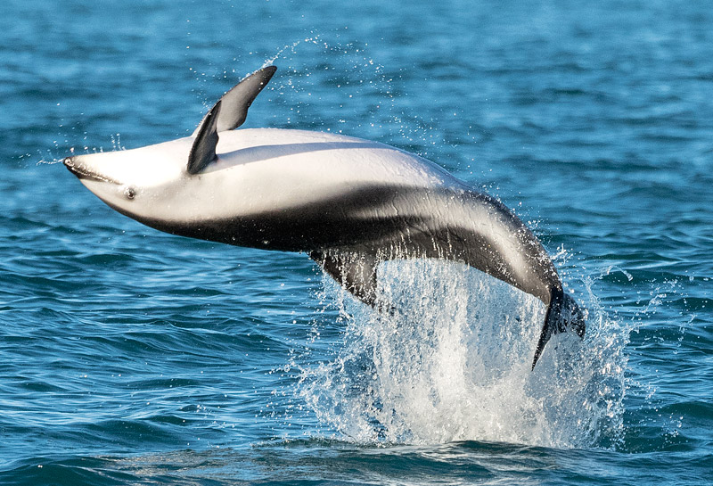 The toothed whales
