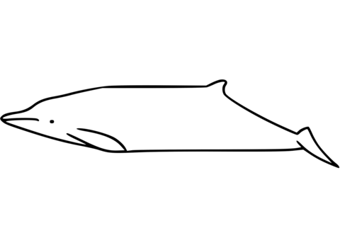 Grays beaked whale coloring page free printable coloring pages