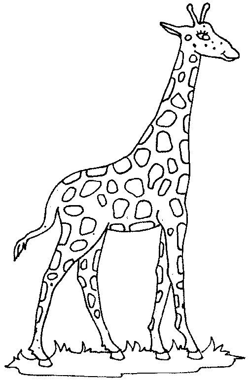 Coloring pages giraffe