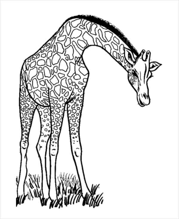 Giraffe coloring pages