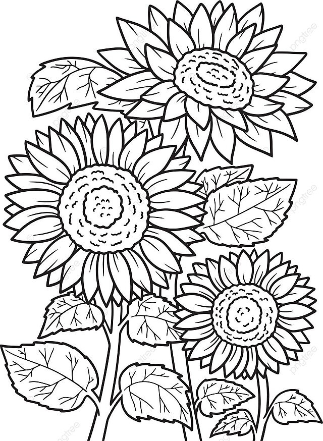 Dibujo de girasol para colorear pãgina adultos ilustraciãn vector png dibujos dibujo de flor dibujo del sol dibujo de rata png y vector para dcargar gratis