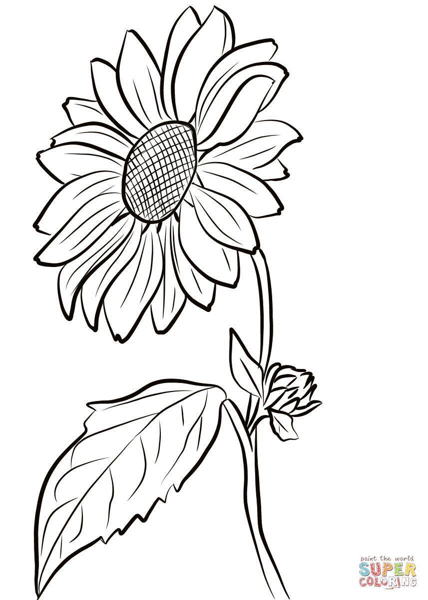 Sunflower coloring page free printable coloring pages