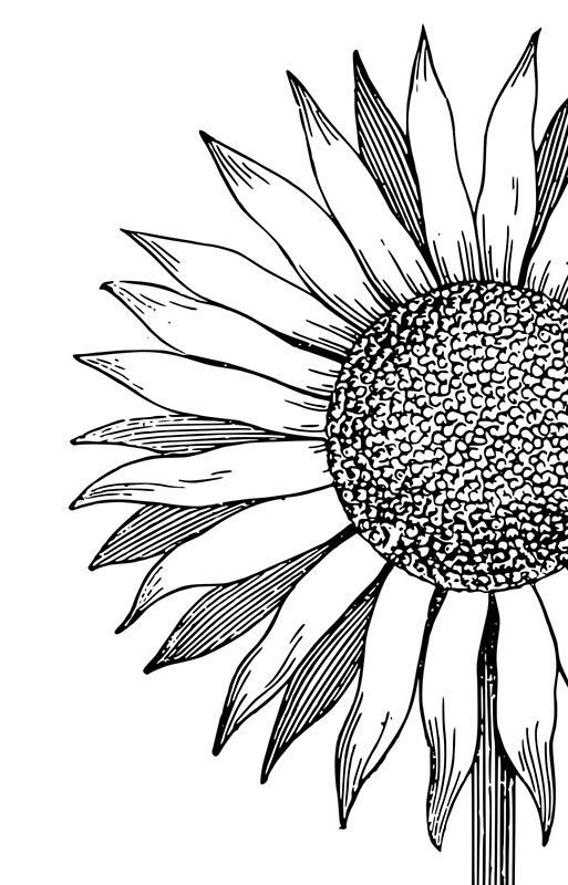 Girasol para colorear line art drawings sunflower drawing drawings