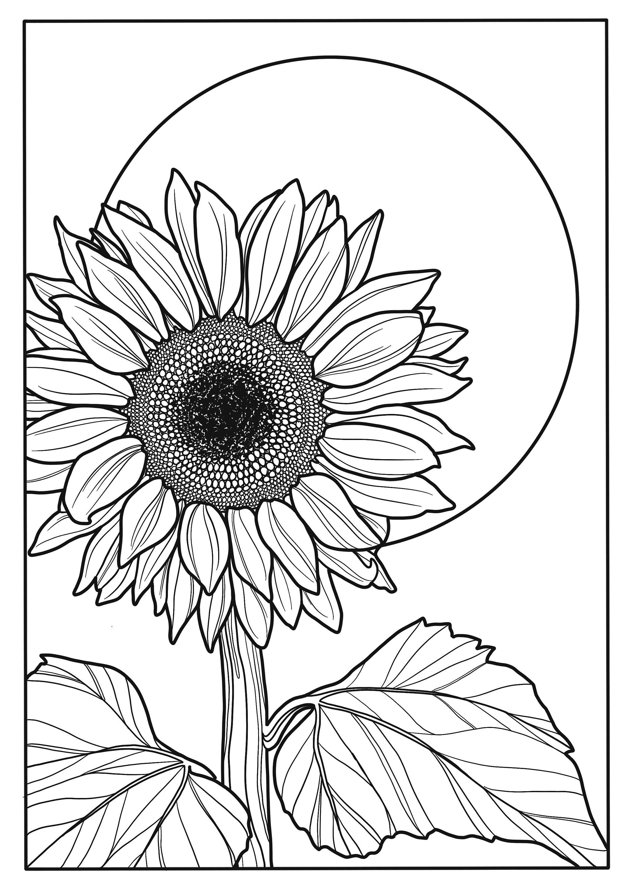 Sunflower coloring