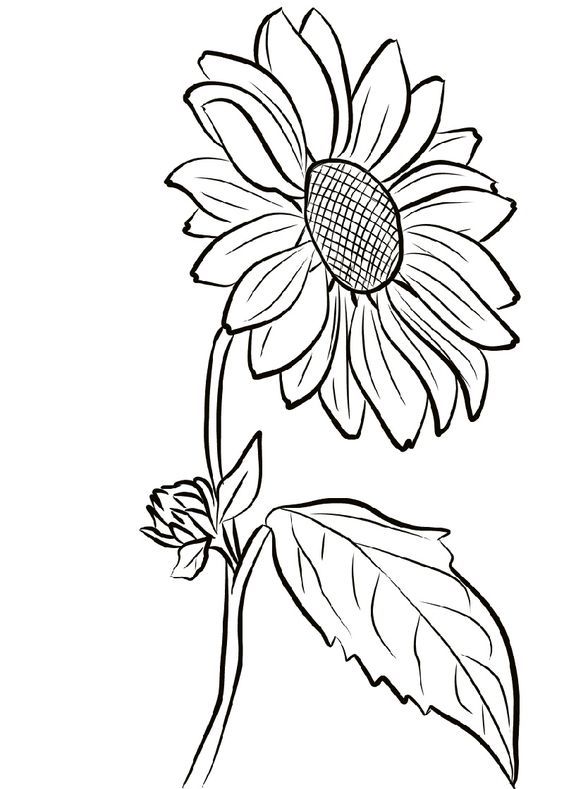 Girasol para colorear menggambar bunga matahari lukisan bunga matahari halaman mewarnai