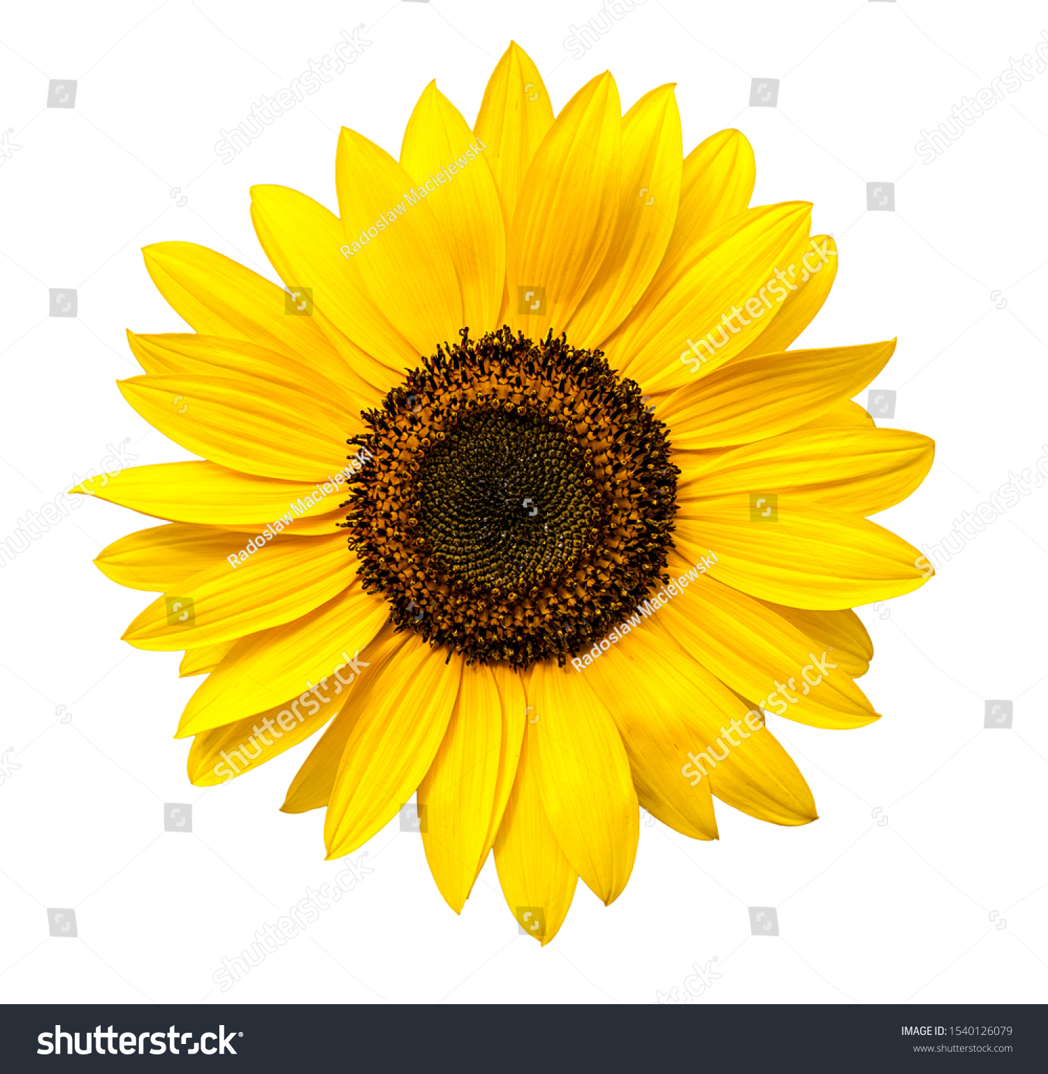 Girasol stock photos and pictures