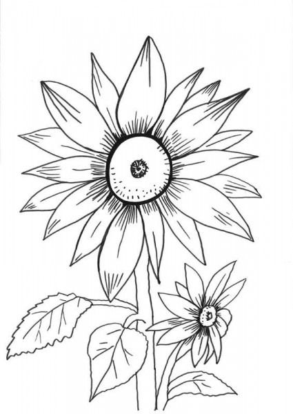 Girasoles dibujo para colorear e imprimir girasoles dibujo pãginas para colorear de flores pãginas para colorear