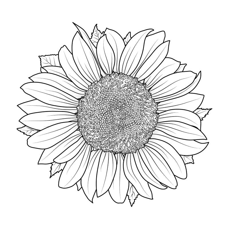 Girasol para el vector del libro de colorear ilustraciãn del vector