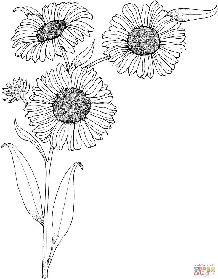 Realistic sunflowers coloring page supercoloring sunflower coloring pages flower coloring pages sunflower colors