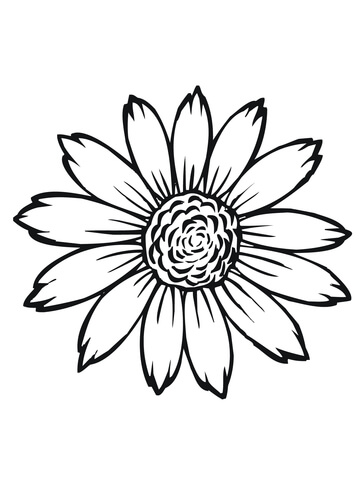 Flowering head of sunflower coloring page free printable coloring pages
