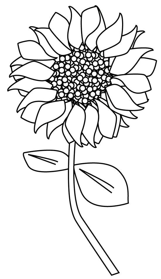 Girasol sunflower coloring pages flower drawing coloring pages