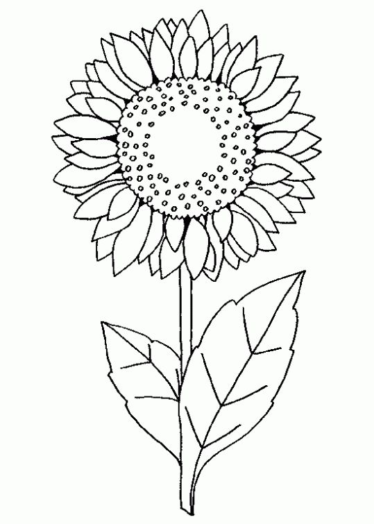 Girasoles