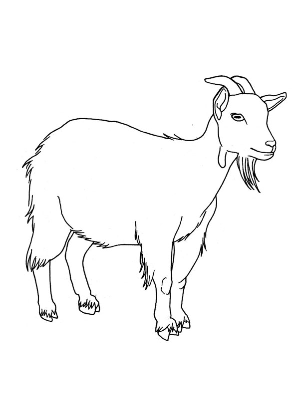 Coloring pages goat coloring pages
