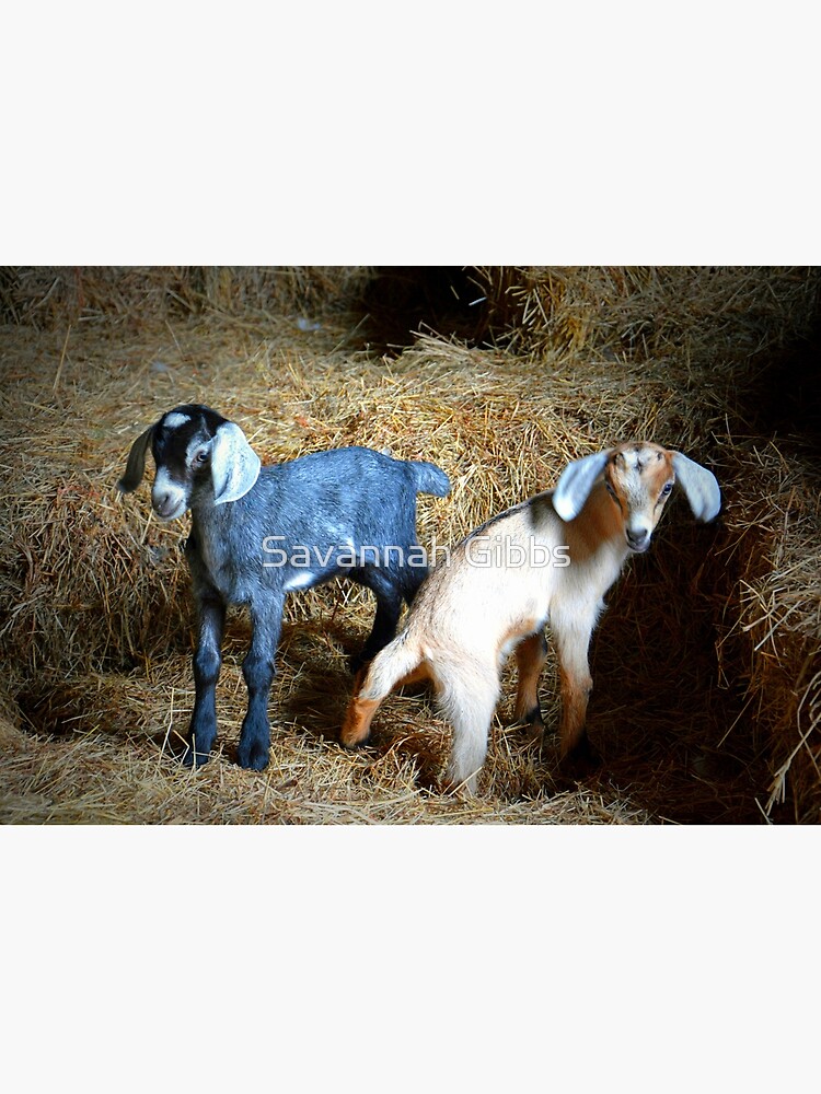 Baby goats jigsaw puzzle for sale by savannah gibbs