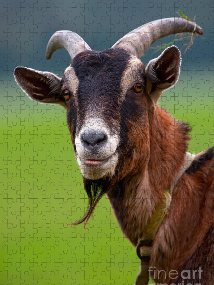 Billy goat jigsaw puzzle by robert wilken