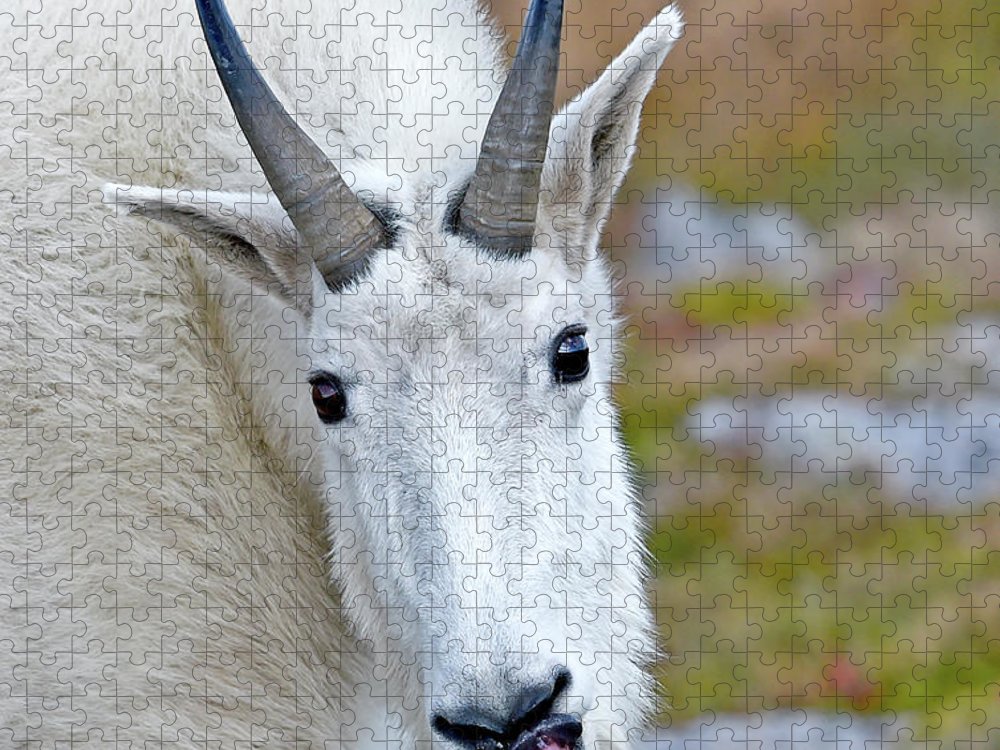 Portrait of a mountain goat jigsaw puzzle by judi dressler