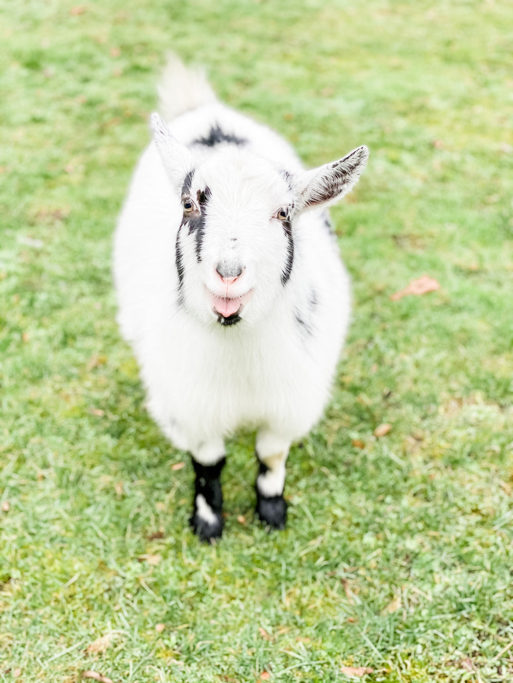 Piece jigsaw puzzle goat in shades moderate â pivot farm