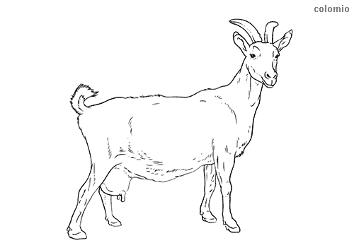 Farm animals coloring pages free printable farm coloring sheets
