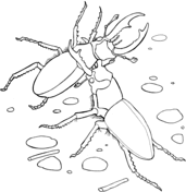 Beetles coloring pages free coloring pages
