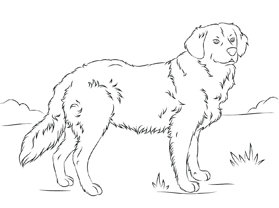 Golden retriever coloring pages