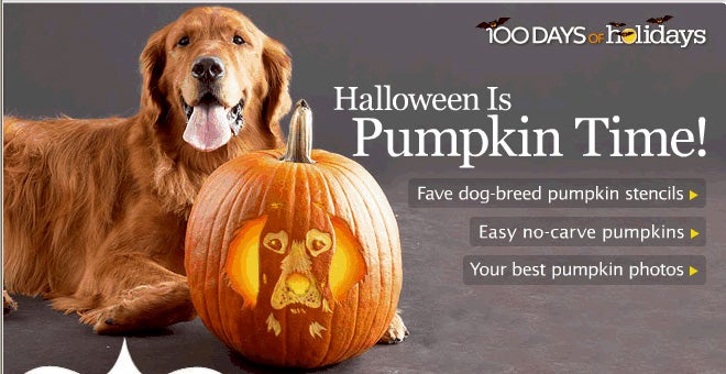 Gr pumpkin carving template golden retriever dog forums