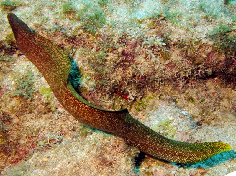 Goldentail moray eel atlantic